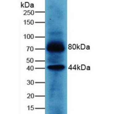 Wingless Type MMTV Integration Site Family, Member 3A (WNT3A) Human Polyclonal Antibody