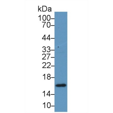 Retinol Binding Protein 5, Cellular (RBP5) Bovine (Cattle) Polyclonal Antibody