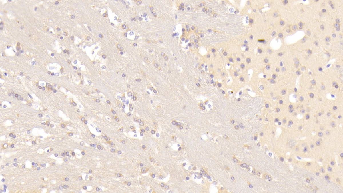 T-Cell Activation Rho GTPase Activating Protein (TAGAP) Mouse Polyclonal Antibody