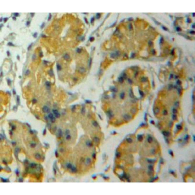 A Disintegrin And Metalloproteinase With Thrombospondin 12 (ADAMTS12) Human Polyclonal Antibody
