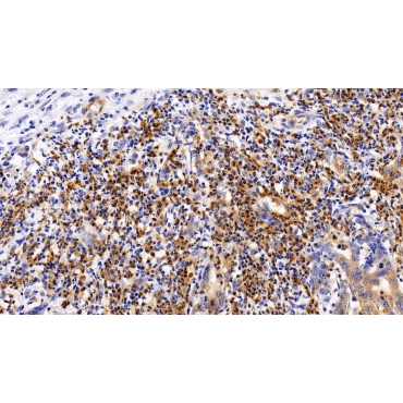 Regulator Of G Protein Signaling 19 (RGS19) Human Polyclonal Antibody