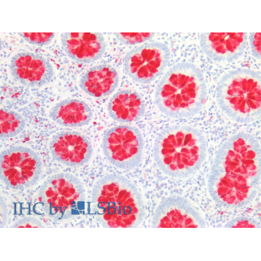 Fc Fragment Of IgG Binding Protein (FcgBP) Human Polyclonal Antibody