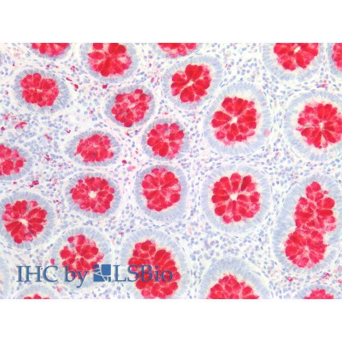 Fc Fragment Of IgG Binding Protein (FcgBP) Human Polyclonal Antibody