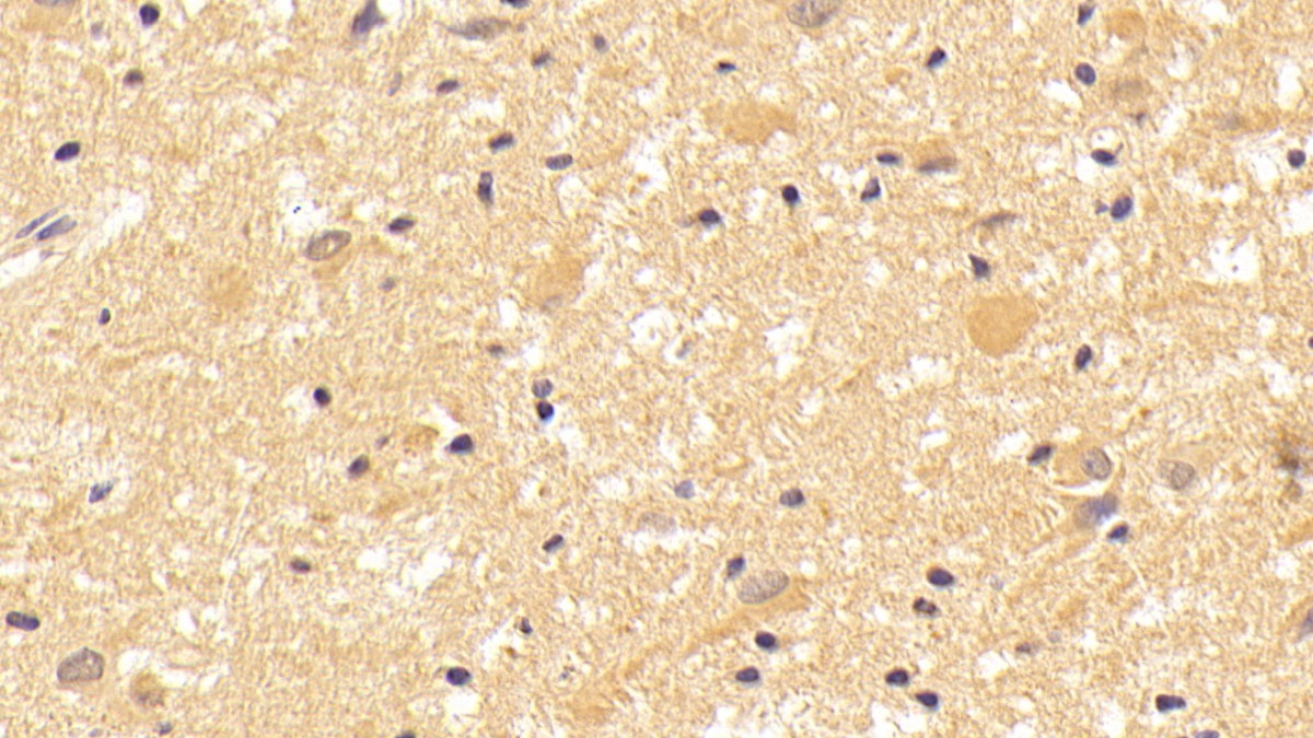 Wingless Type MMTV Integration Site Family, Member 7B (WNT7B) Human Polyclonal Antibody