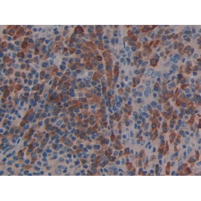 Linker For Activation Of T-Cells Family, Member 2 (LAT2) Human Polyclonal Antibody
