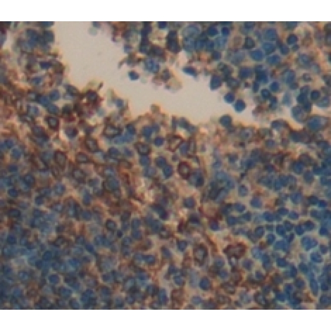 Linker For Activation Of T-Cells Family, Member 2 (LAT2) Mouse Polyclonal Antibody