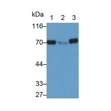 Translocase Of Outer Mitochondrial Membrane 70A (TOMM70A) Human Polyclonal Antibody