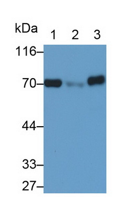 Translocase Of Outer Mitochondrial Membrane 70A (TOMM70A) Human Polyclonal Antibody