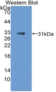 T-Box Protein 21 (TBX21) Mouse Polyclonal Antibody