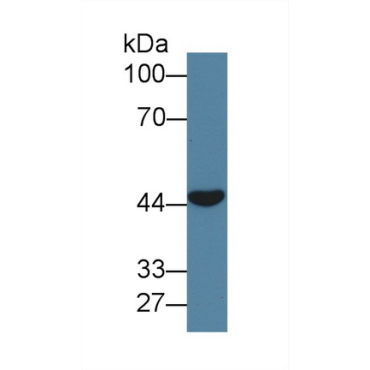 C-Type Lectin Domain Family 11, Member A (CLEC11A) Human Polyclonal Antibody
