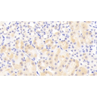 Pim-2 Oncogene (PIM2) Mouse Polyclonal Antibody