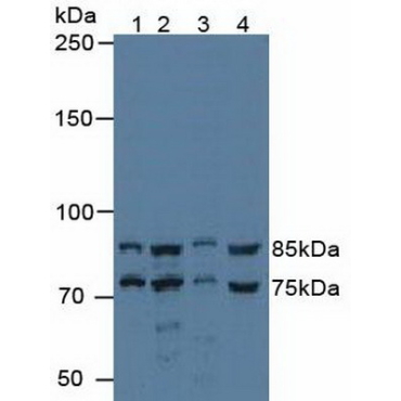 IK Cytokine, Down Regulator Of HLA II (IK) Human Polyclonal Antibody