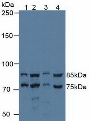 IK Cytokine, Down Regulator Of HLA II (IK) Human Polyclonal Antibody