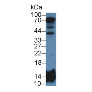 Histone Cluster 2, H2be (HIST2H2BE) Human Polyclonal Antibody