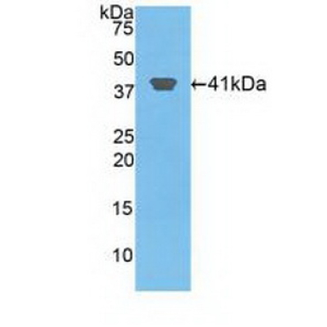 Histone Cluster 2, H2aa3 (HIST2H2AA3) Human Polyclonal Antibody