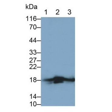 Histone Cluster 1, H2ab (HIST1H2AB) Human Polyclonal Antibody