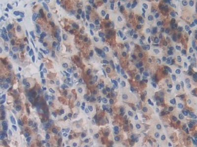 Leucine Rich Repeat Containing Protein 32 (LRRC32) Rat Polyclonal Antibody
