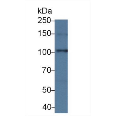 Contactin 6 (CNTN6) Mouse Polyclonal Antibody