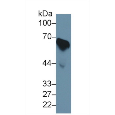 Cell Division Cycle Protein 25B (CDC25B) Human Polyclonal Antibody