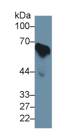 Cell Division Cycle Protein 25B (CDC25B) Human Polyclonal Antibody