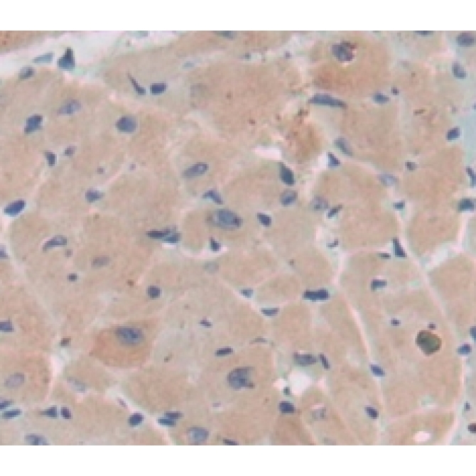 BMX Non Receptor Tyrosine Kinase (BMX) Mouse Polyclonal Antibody