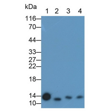 Coupling Factor 6 (CF6) Human Polyclonal Antibody