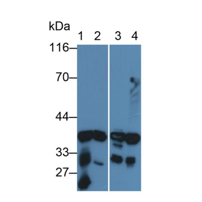 Aldose Reductase Like Protein 1 (ARL1) Human Polyclonal Antibody