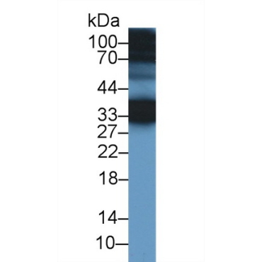 Cellular Repressor Of E1A Stimulated Genes 1 (CREG1) Human Polyclonal Antibody