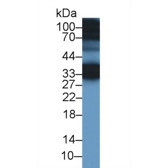 Cellular Repressor Of E1A Stimulated Genes 1 (CREG1) Human Polyclonal Antibody