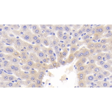 NADH Dehydrogenase 1 (ND1) Mouse Polyclonal Antibody