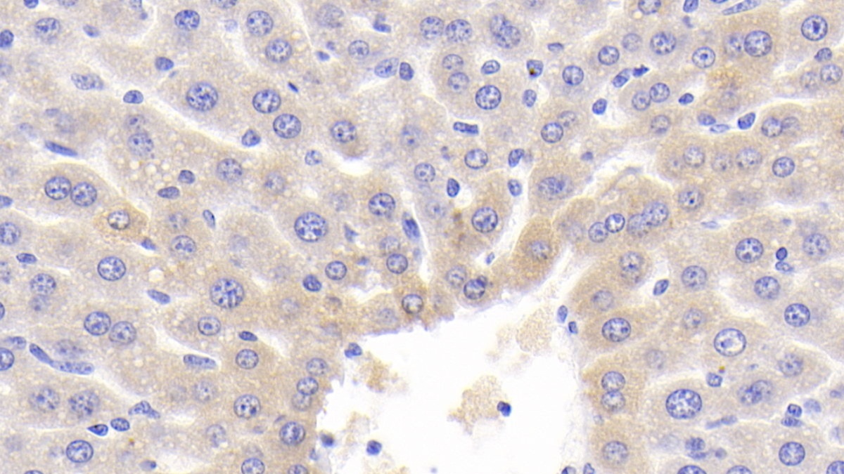 NADH Dehydrogenase 1 (ND1) Mouse Polyclonal Antibody