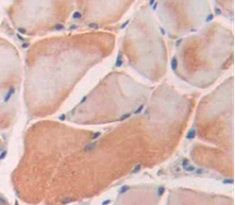 SRSF Protein Kinase 3 (SRPK3) Mouse Polyclonal Antibody