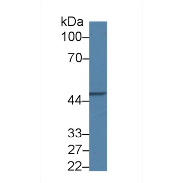 Adipocyte Plasma Membrane Associated Protein (APMAP) Human Polyclonal Antibody