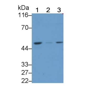 Cell Division Cycle Protein 123 (CDC123) Human Polyclonal Antibody