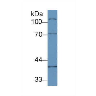 CUB And Zona Pellucida Like Domains Protein 1 (CUZD1) Mouse Polyclonal Antibody