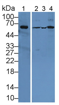 CUB And Zona Pellucida Like Domains Protein 1 (CUZD1) Rat Polyclonal Antibody