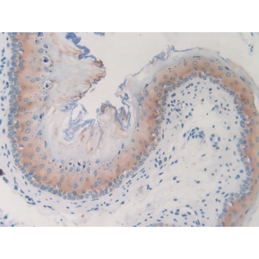 G Protein Gamma 8 (GNg8) Mouse Polyclonal Antibody