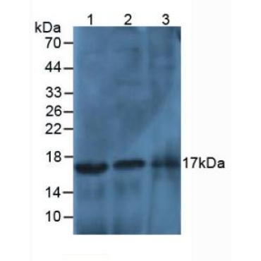 Histone Cluster 3, H2a (HIST3H2A) Human Polyclonal Antibody