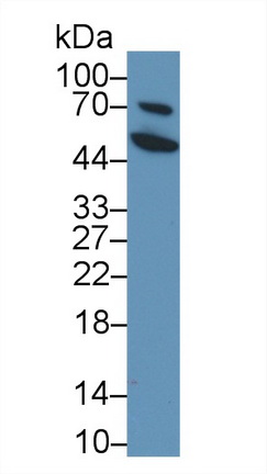Peptidase Inhibitor 16 (PI16) Mouse Polyclonal Antibody