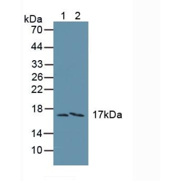 Family With Sequence Similarity 19, Member A3 (FAM19A3) Human Polyclonal Antibody