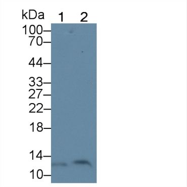 Mitochondrial Pyruvate Carrier Protein 1 (MPC1) Human Polyclonal Antibody