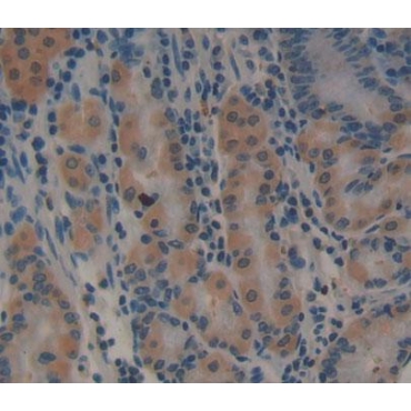 COP9 Constitutive Photomorphogenic Homolog Subunit 6 (COPS6) Human Polyclonal Antibody