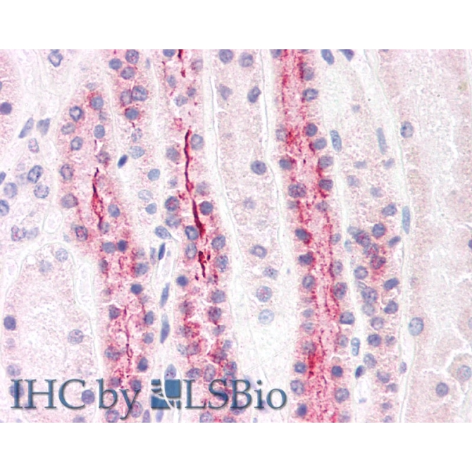 Angiopoietin Like Protein 7 (ANGPTL7) Mouse Polyclonal Antibody