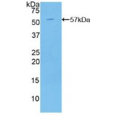 C2 Calcium Dependent Domain Containing Protein 3 (C2CD3) Human Polyclonal Antibody