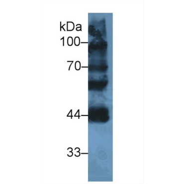 Ly1 Antibody Reactive Homolog (LYAR) Human Polyclonal Antibody