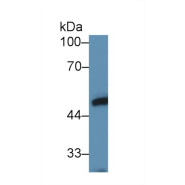 Ly1 Antibody Reactive Homolog (LYAR) Mouse Polyclonal Antibody