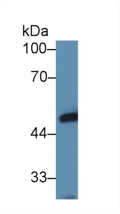Ly1 Antibody Reactive Homolog (LYAR) Mouse Polyclonal Antibody