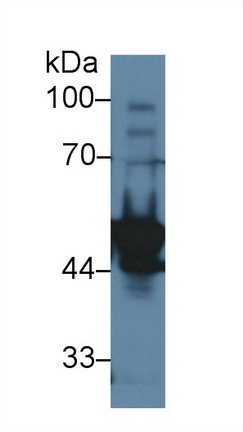 Ly1 Antibody Reactive Homolog (LYAR) Rat Polyclonal Antibody