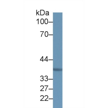 MOCO Sulphurase C-Terminal Domain Containing Protein 1 (MOSC1) Human Polyclonal Antibody