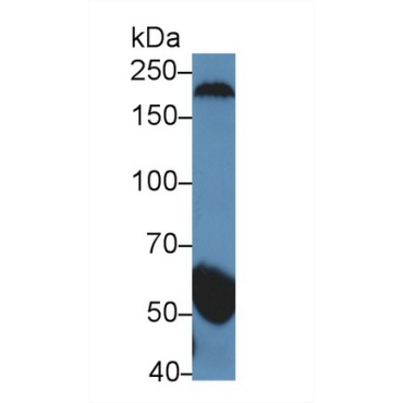 Gamma-Secretase Activating Protein (gSAP) Human Polyclonal Antibody